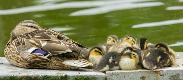 写真 湖にいるアヒル