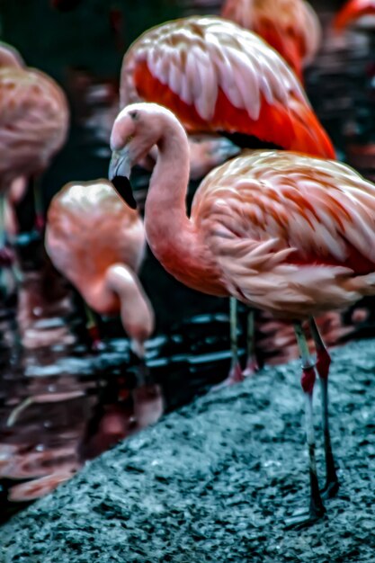 写真 湖にいるアヒル