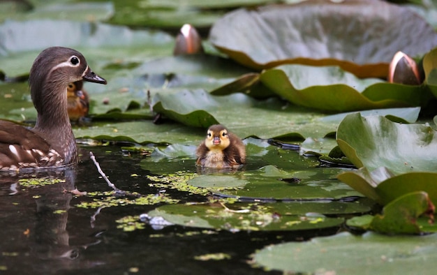 写真 湖にいるアヒル