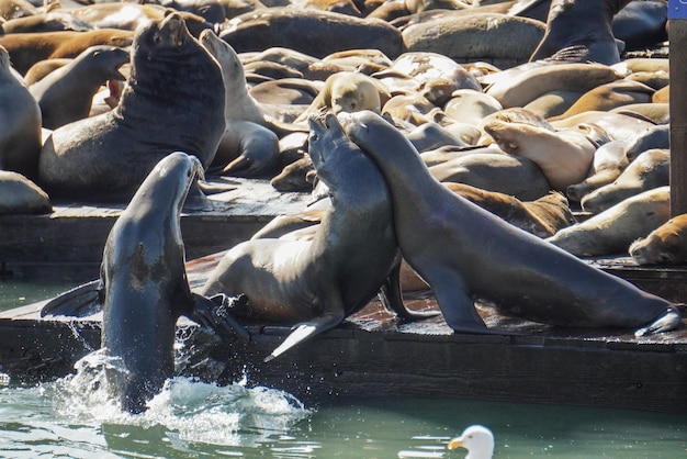 写真 海の中のアヒル