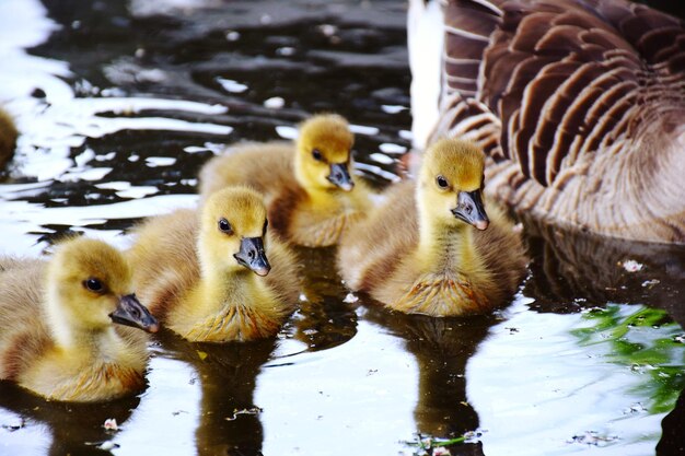 写真 湖にいるアヒル