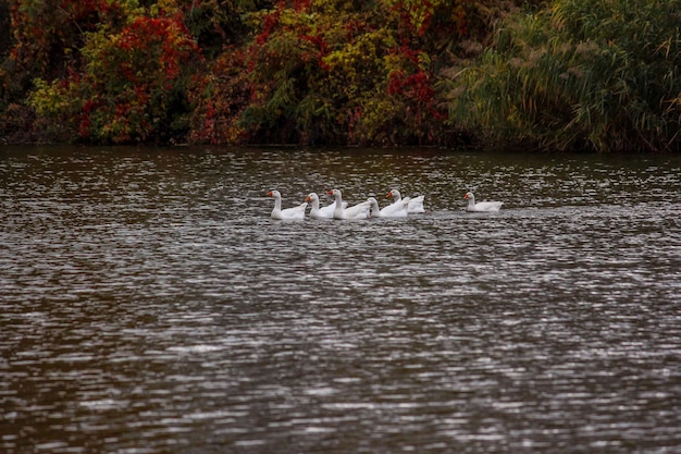 Foto anatre sul lago in un parco luminoso