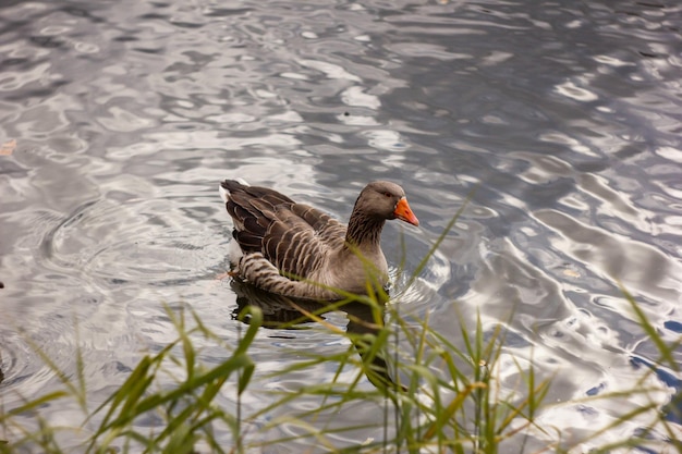 明るい公園の湖のアヒル