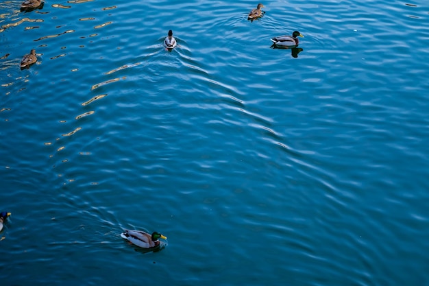 Ducks in the lake in calm water.