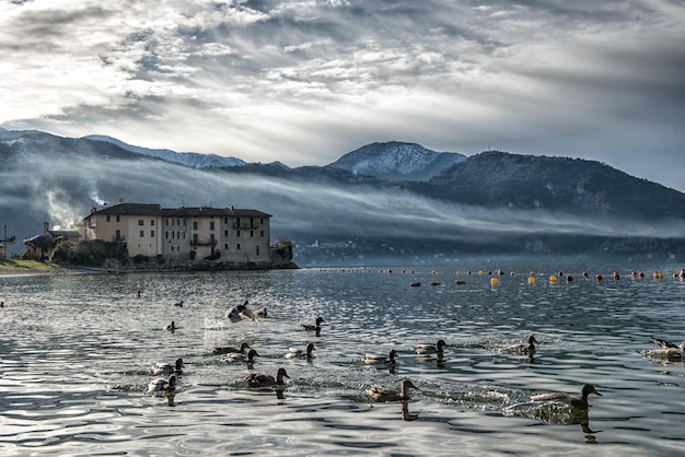 Ducks on Lake Como Italy