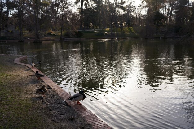 Ducks lake in the crystal palace in Madrid