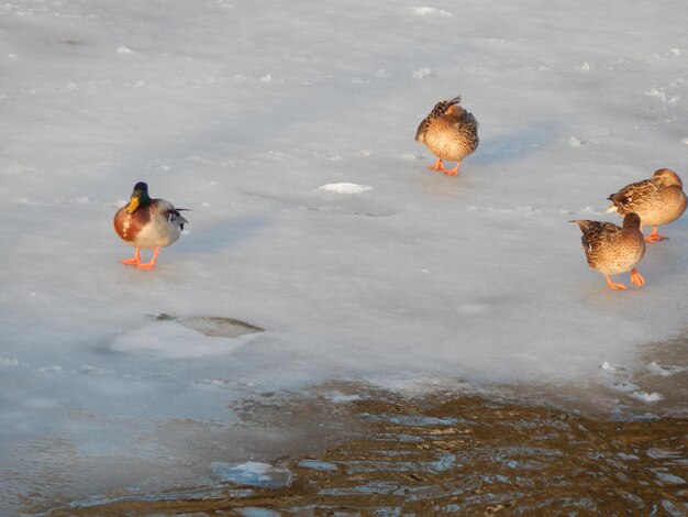 Photo ducks in lake during winter