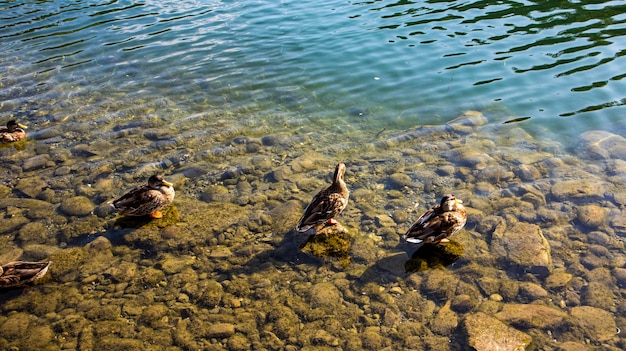 Ducks in the lake natural scene