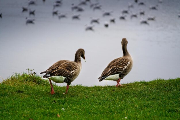 Foto anatre sulla riva del lago