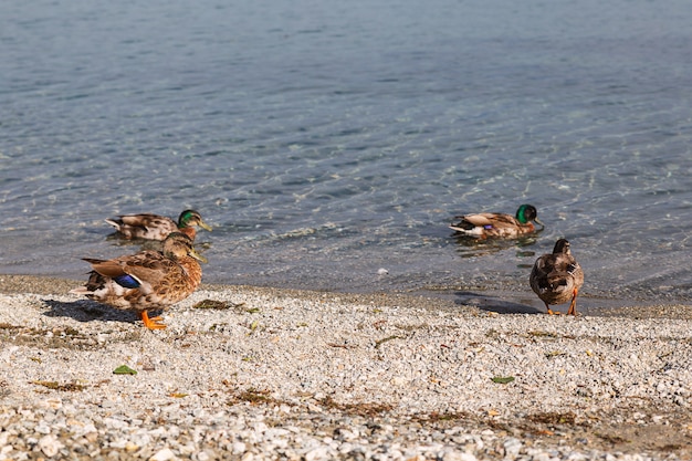 Ducks at the lake in Wanaka, New Zealand