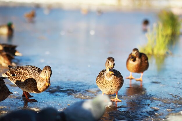 Ducks on the lake in winter a flock of ducks is preparing to fly to warm countries wild ducks winter on a warm pond many birds on the pond