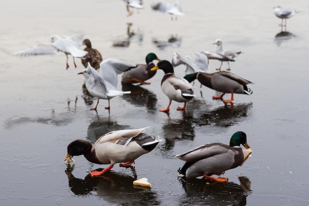 Ducks in lake during the winter