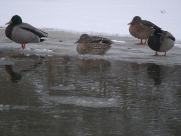 Ducks in lake during winter