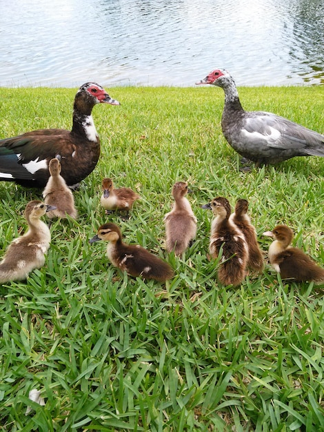 Ducks in lake