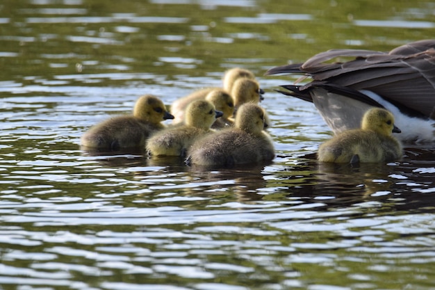Photo ducks in lake