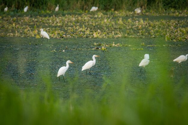 Ducks in a lake