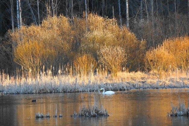 Ducks in a lake