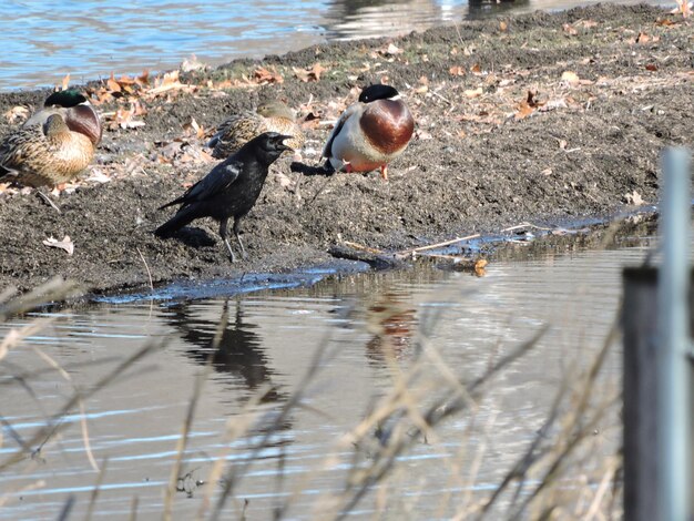 Foto anatre nel lago