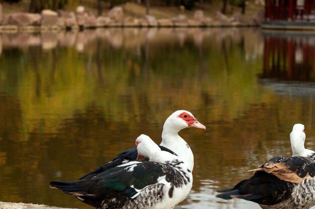 Ducks on a lake