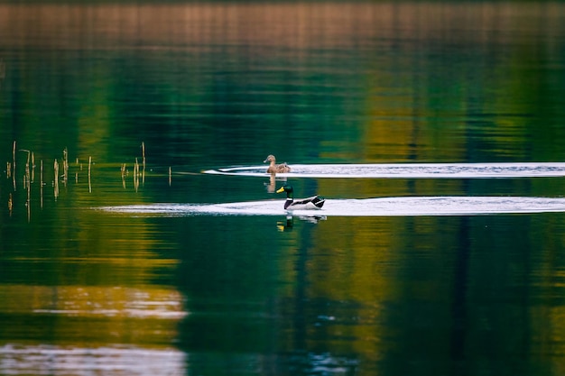 Photo ducks in a lake