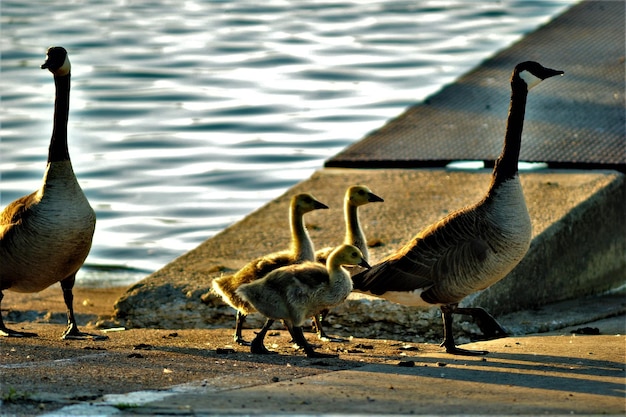 Photo ducks in a lake