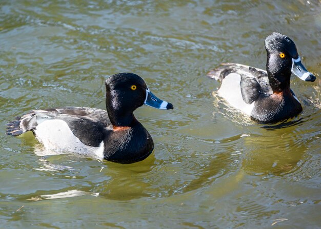 Ducks in a lake