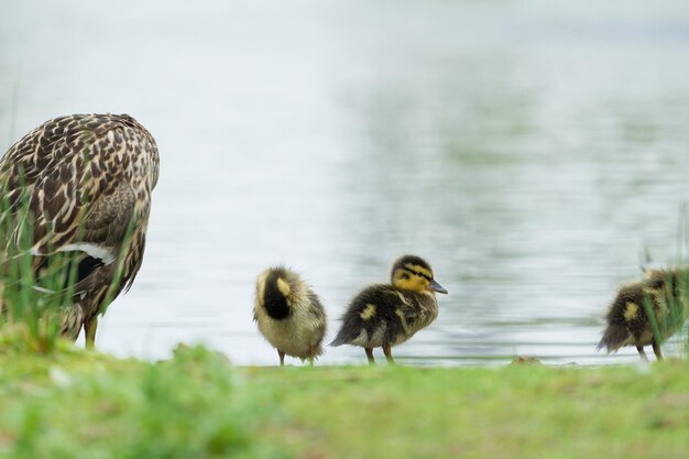 Ducks in a lake