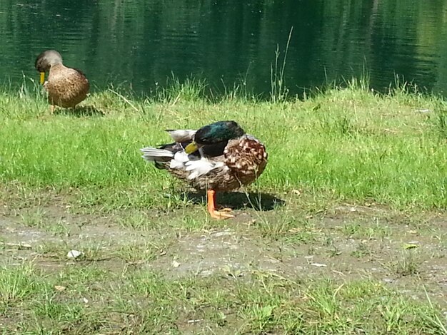 Foto anatre nel lago