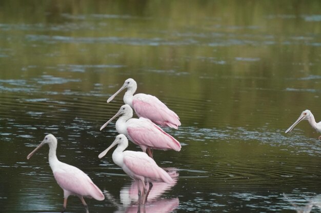 Ducks on a lake