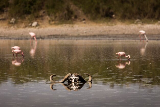 Foto anatre in un lago