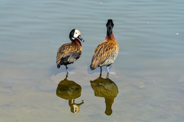 Photo ducks on a lake