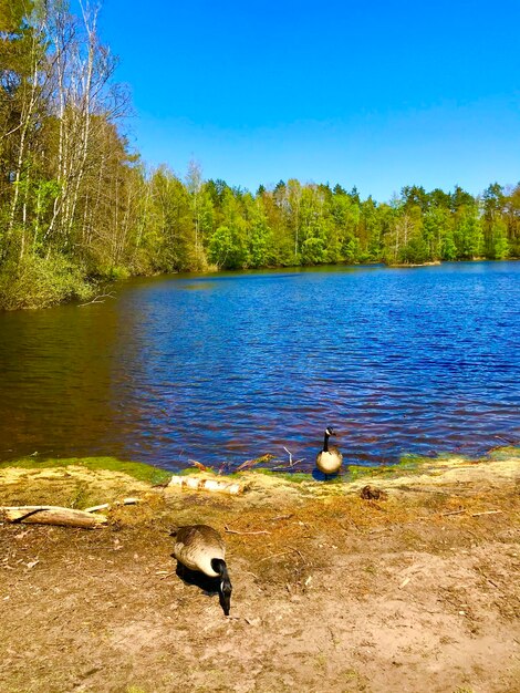 Ducks in a lake