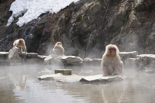 Foto anatre in un lago