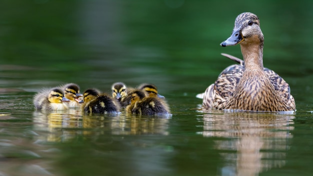 Photo ducks in a lake