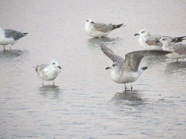 Photo ducks in lake