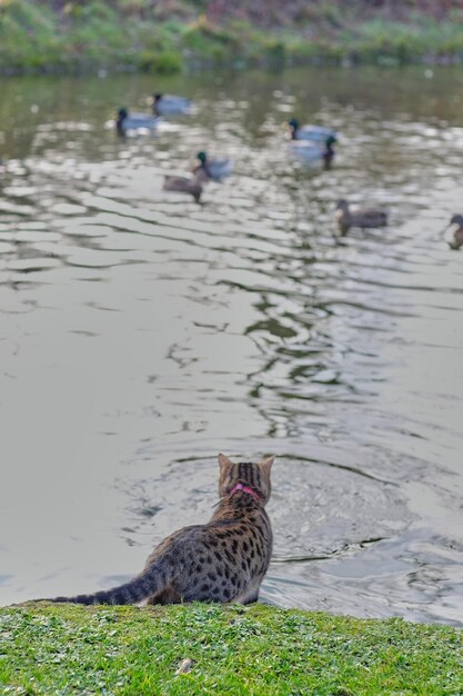 Ducks on a lake