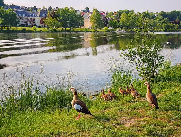 Ducks on lake