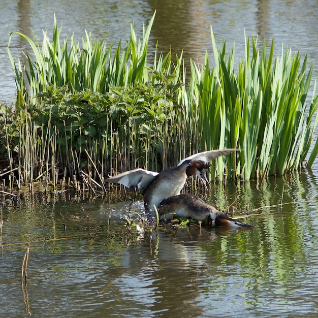 Foto anatre in un lago