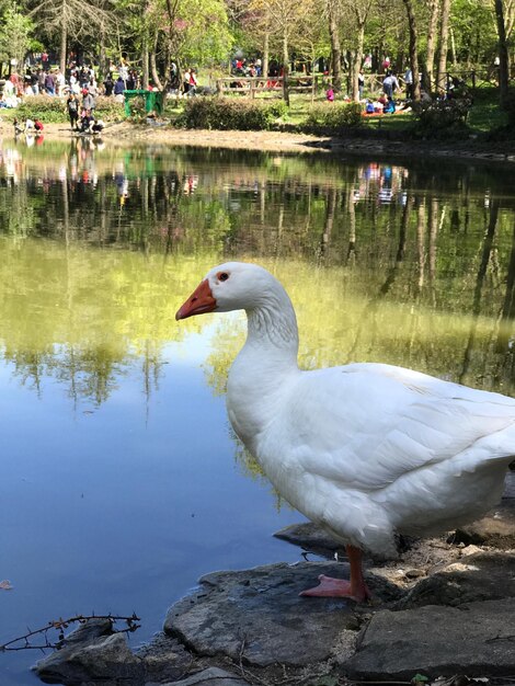 湖のアヒル