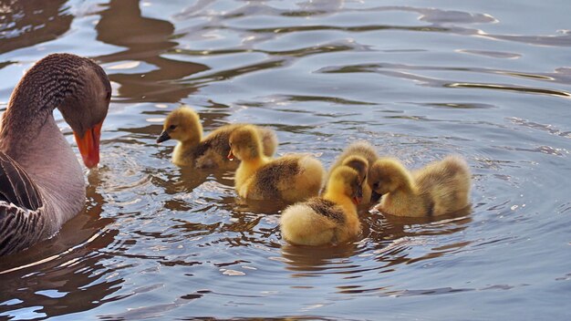 Photo ducks in lake