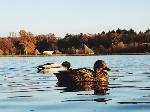 Photo ducks in lake