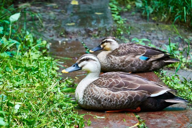 Ducks on a lake