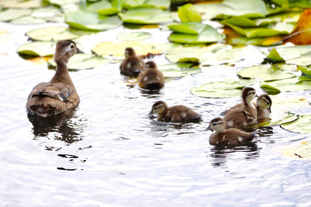 Ducks in a lake