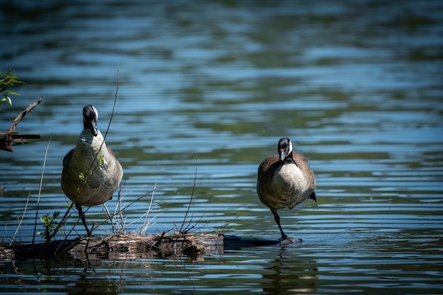 Photo ducks on a lake