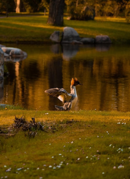 Foto anatre in un lago