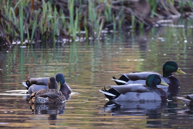 Photo ducks in lake