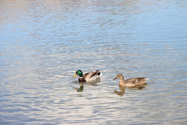 Ducks in a lake