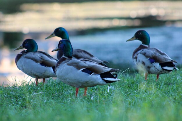 Ducks on a land