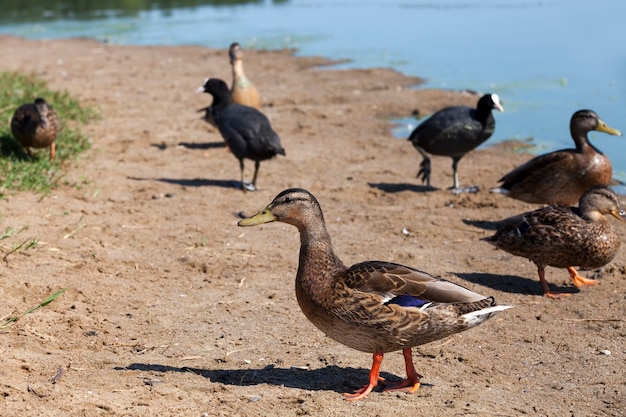  ducks in the natural environment