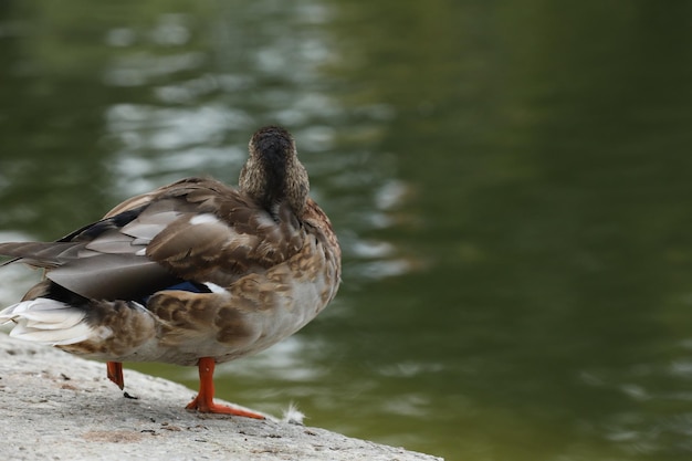 公園の湖の近くのカモ